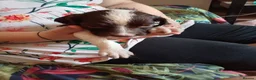 English Springer Spaniel dogs for sale: Ready now english Springer spaniels - Advert 20