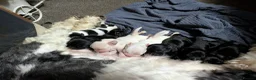 Mixed Breed dogs for sale: Cockapoo x labradoodle  - Advert 7