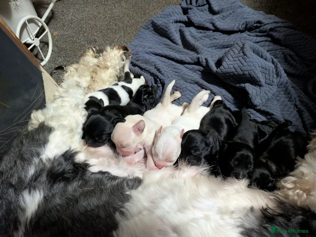 Mixed Breed dogs for sale: Cockapoo x labradoodle  - Advert 7