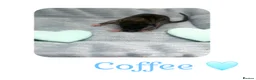 Rat rodents for sale: Baby Dumbo Rats  - Advert 9