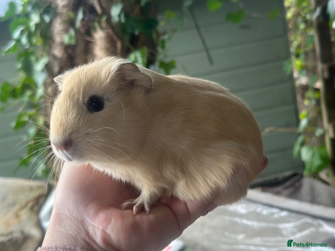 Guinea Pig rodents for sale: A beautiful pair of brothers - Advert 2