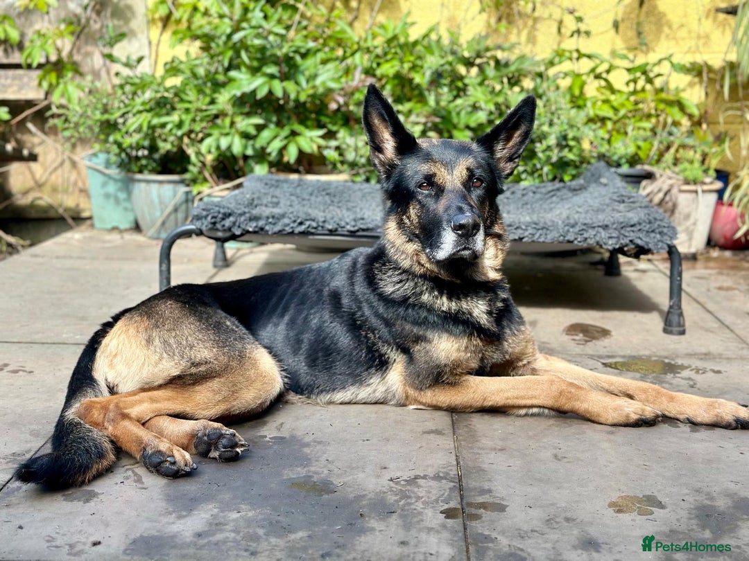 German Shepherd dogs for sale: 8 year old GSD bitch looking for a new home.  - Image 4