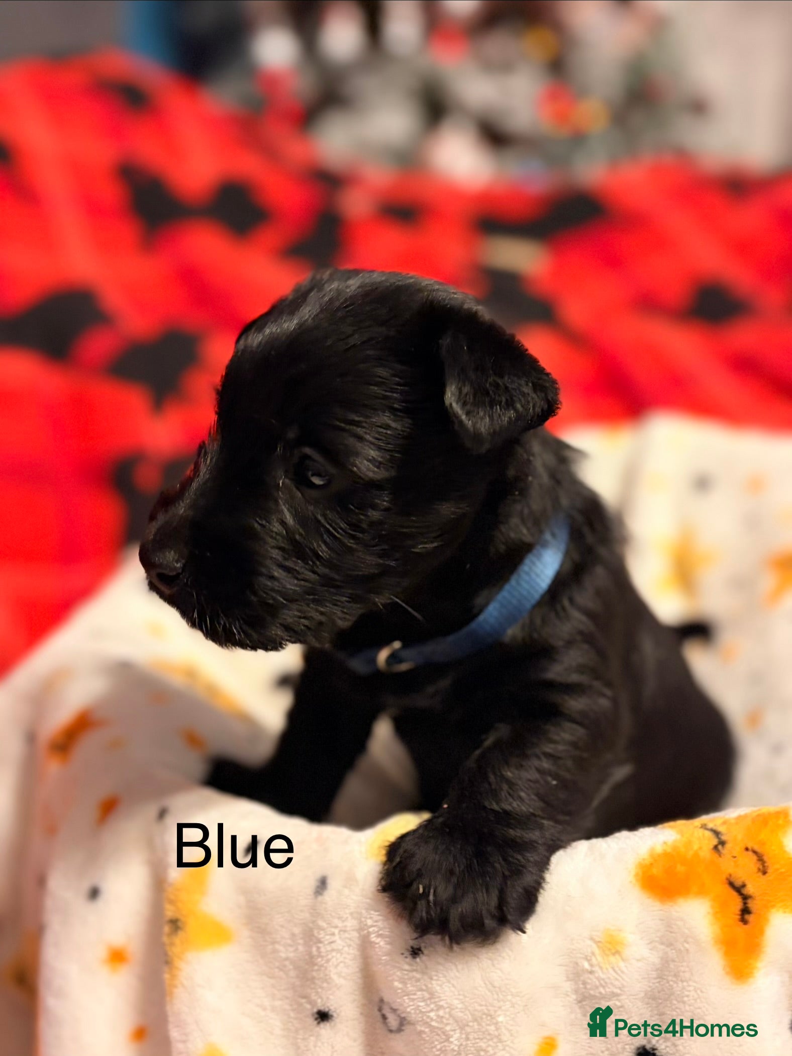 Scottish Terrier dogs 2 beautiful Scottish terrier boys available  - Advert 1