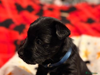 Scottish Terrier dogs 2 beautiful Scottish terrier boys available - Advert 1