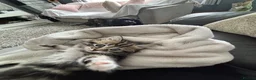 Mixed Breed cats for sale: Kittens for sale  - Advert 2