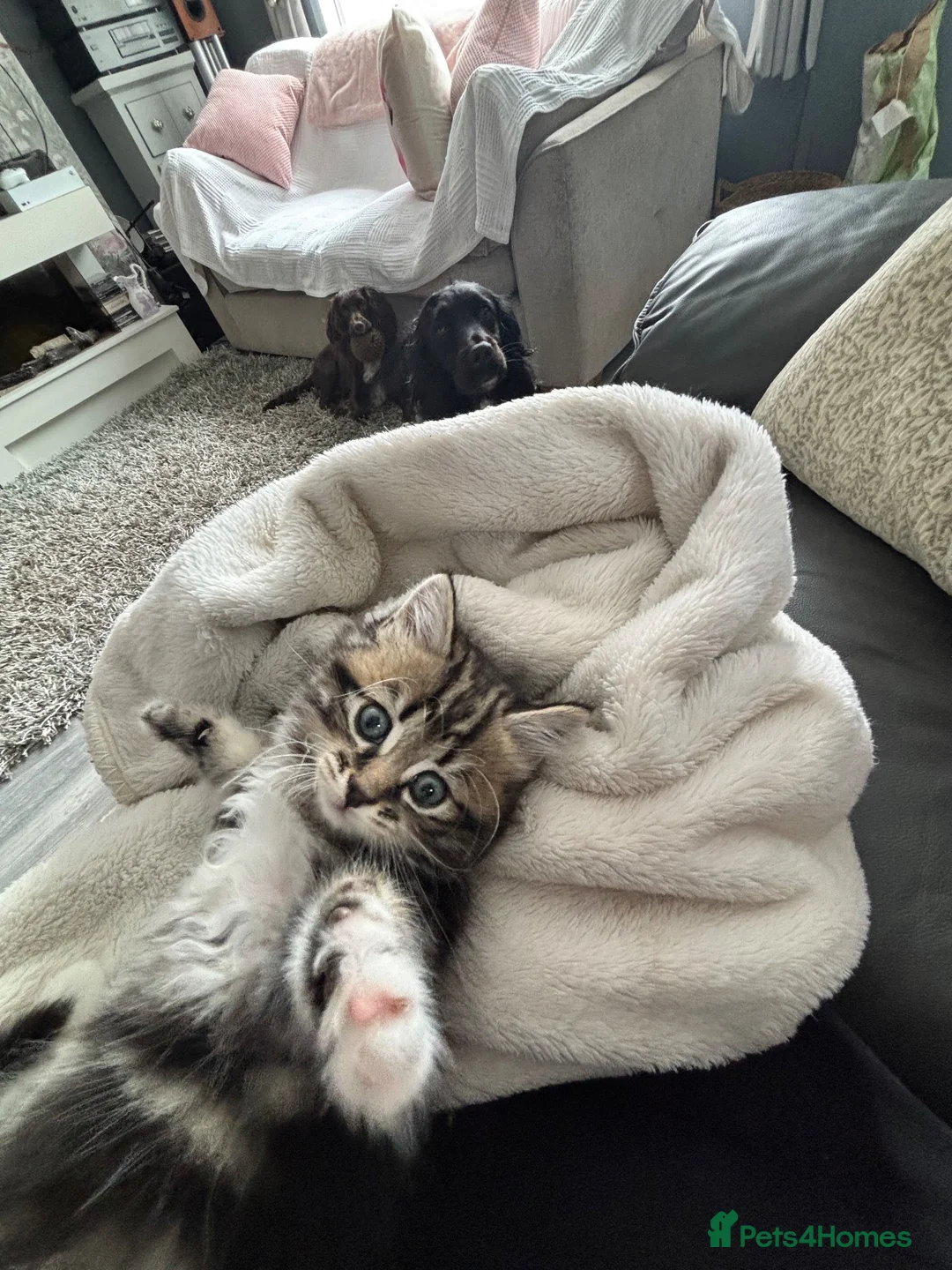 Mixed Breed cats for sale: Kittens for sale  - Advert 2
