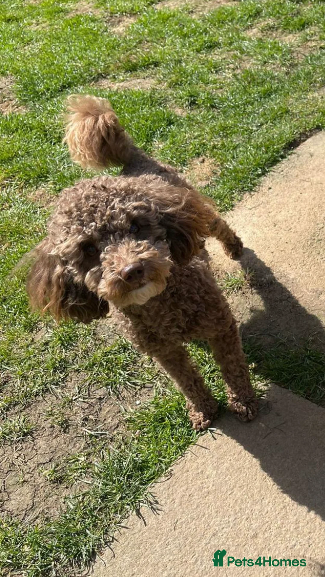 Poodle dogs for stud: Health tested KC chocolate Toy poodle stud  in Stevenage - Advert 8