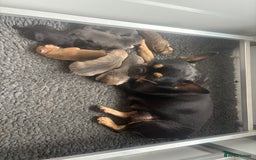 Mixed Breed dogs for sale: French billhuahua - Image 5