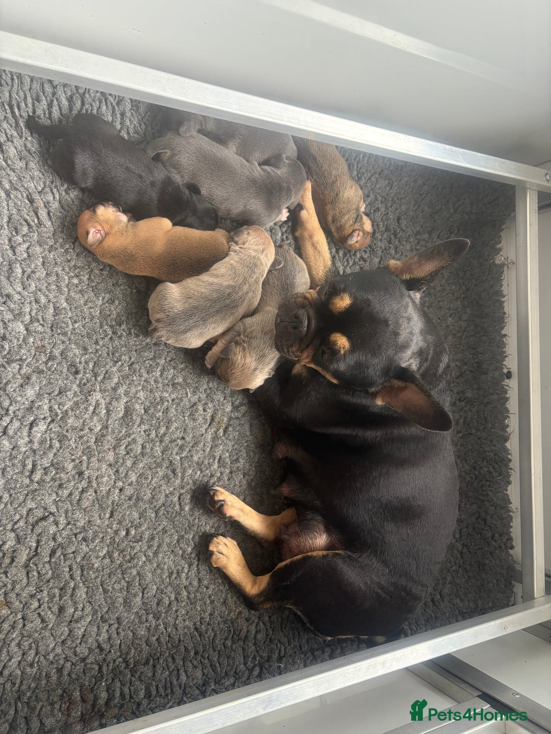 Mixed Breed dogs for sale: French billhuahua - Image 5