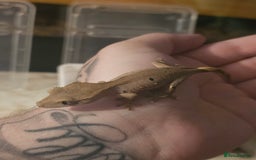 Gecko reptiles for sale: Patternless Dalmatian crested gecko - Image 2