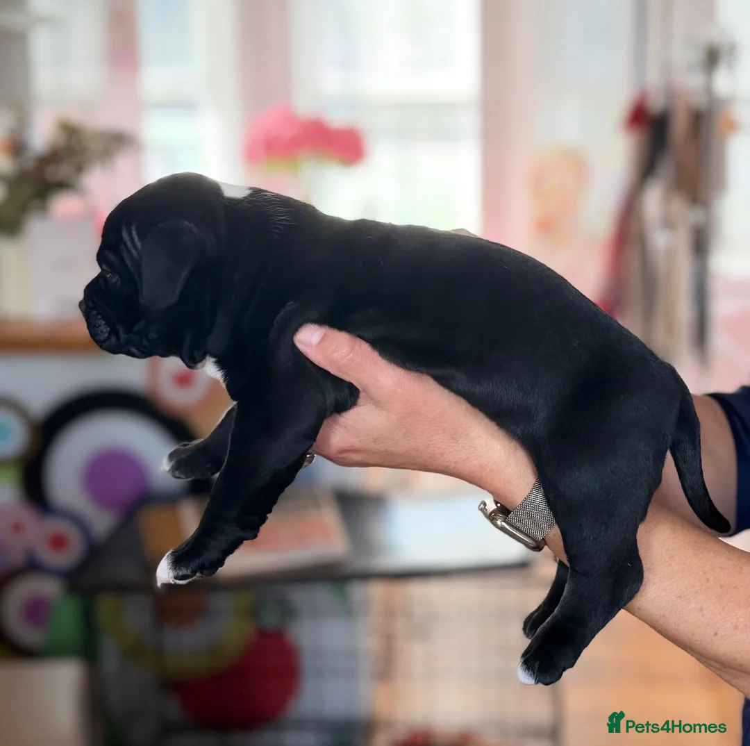 American Bully dogs for sale: Extreme ABKC pocket bullies, strong bloodlines! - Advert 9