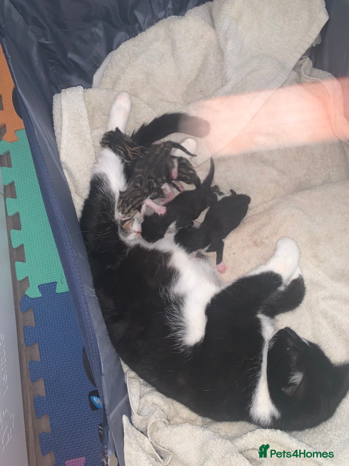 Mixed Breed cats for sale: 3 boy kittens available LITTER TRAINED in Braintree - Advert 2