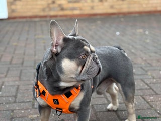 French Bulldog dogs in Consett - Advert 3