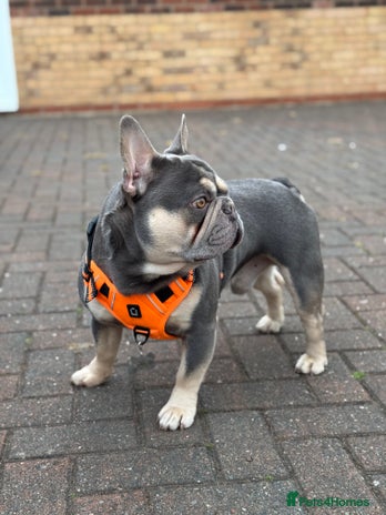 French Bulldog dogs in Consett - Advert 1