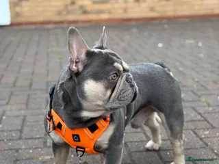 French Bulldog dogs L4 FLUFFY STUD - LILAC & TAN in Consett - Advert 7