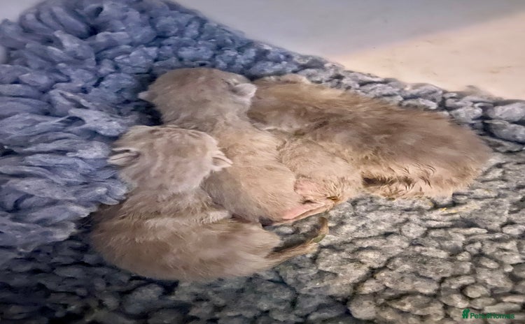 British Shorthair cats - Advert 11