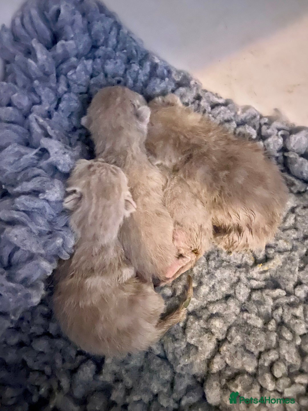 British Shorthair cats for sale: HEALTH TESTED LILAC BRITISH LONGHAIR SHORTHAIR - Image 1