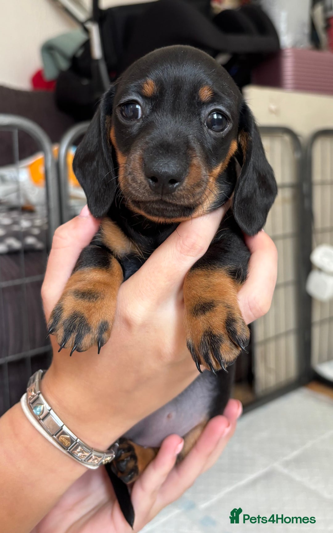 Miniature Dachshund dogs for sale: *REDUCED* 2 stunning female pups left - Image 22
