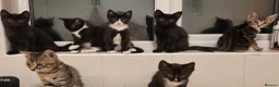 Mixed Breed cats for sale: Beautiful Kittens  - Advert 5