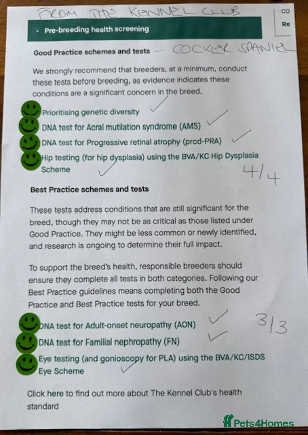 Cocker Spaniel dogs for stud: *Mungo* GOLDEN Show Cocker PEDIGREE BEST TESTED in Bradford-on-Avon - Advert 8