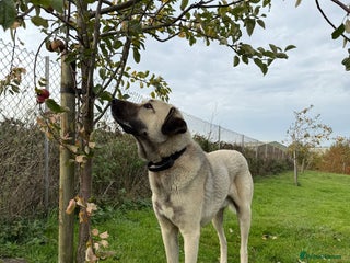 Turkish Kangal dogs for sale - Advert 1
