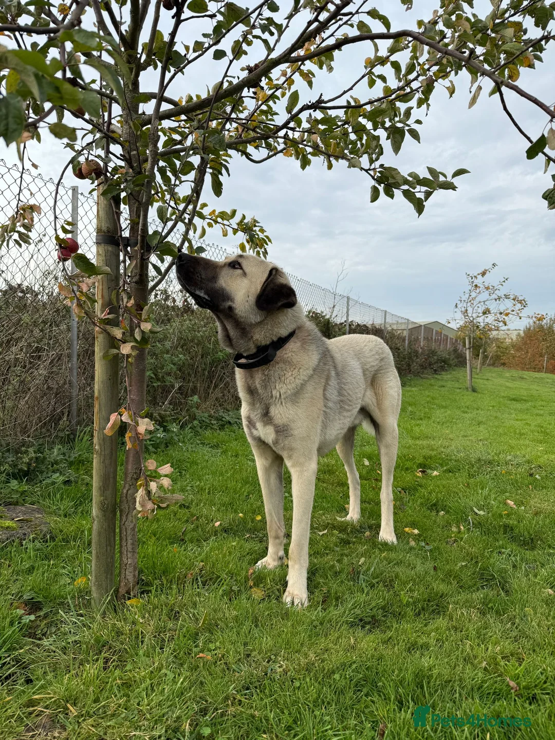 Turkish Kangal dogs for sale: Male Turkish Kangal - Advert 1