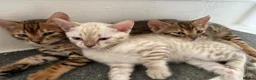 Bengal cats for sale: 3 pure bengals boys available  - Advert 5