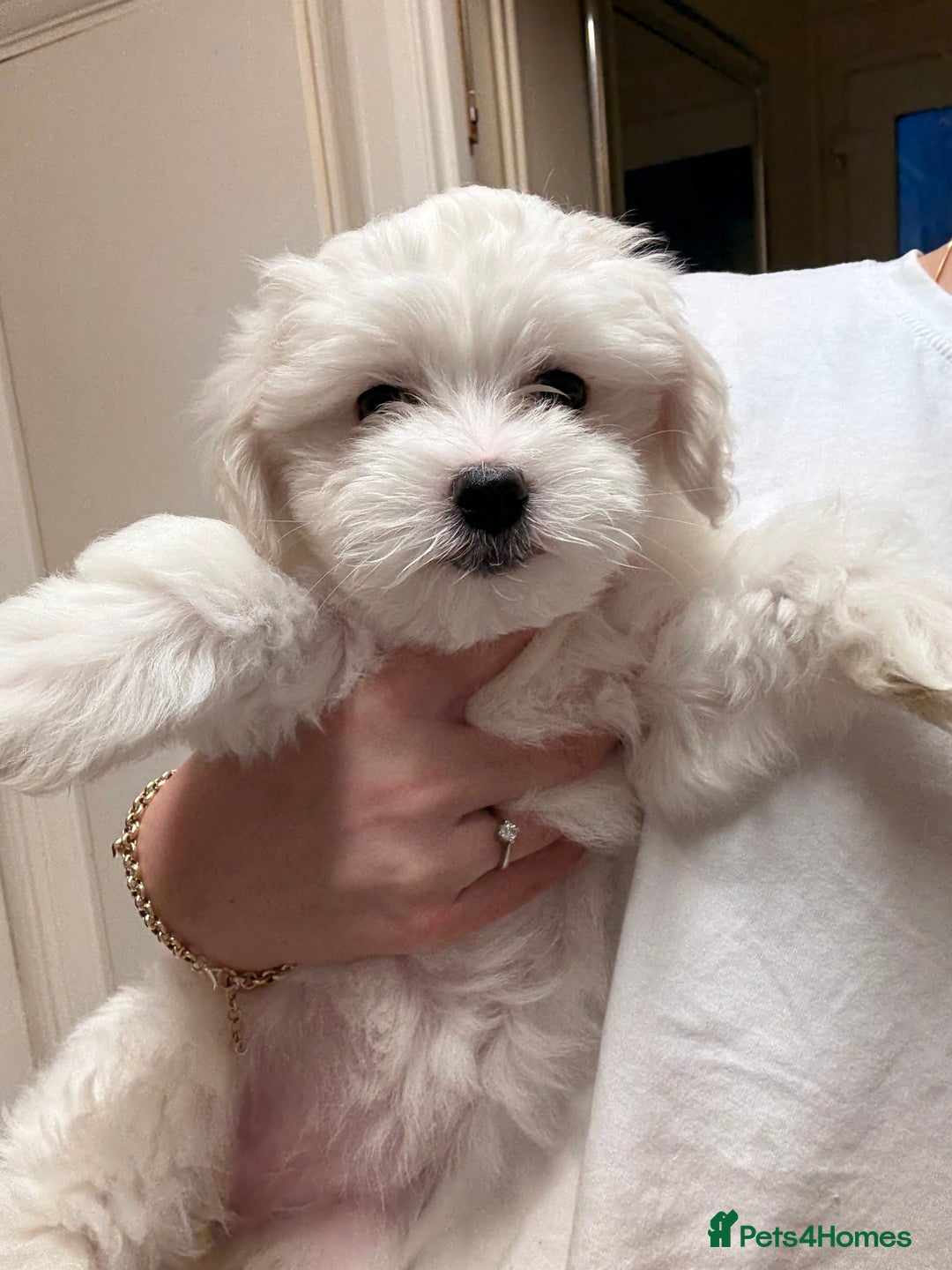 Maltese dogs for sale: 🐶 Bichon Maltese Puppies for Sale – Home Bred - Advert 5
