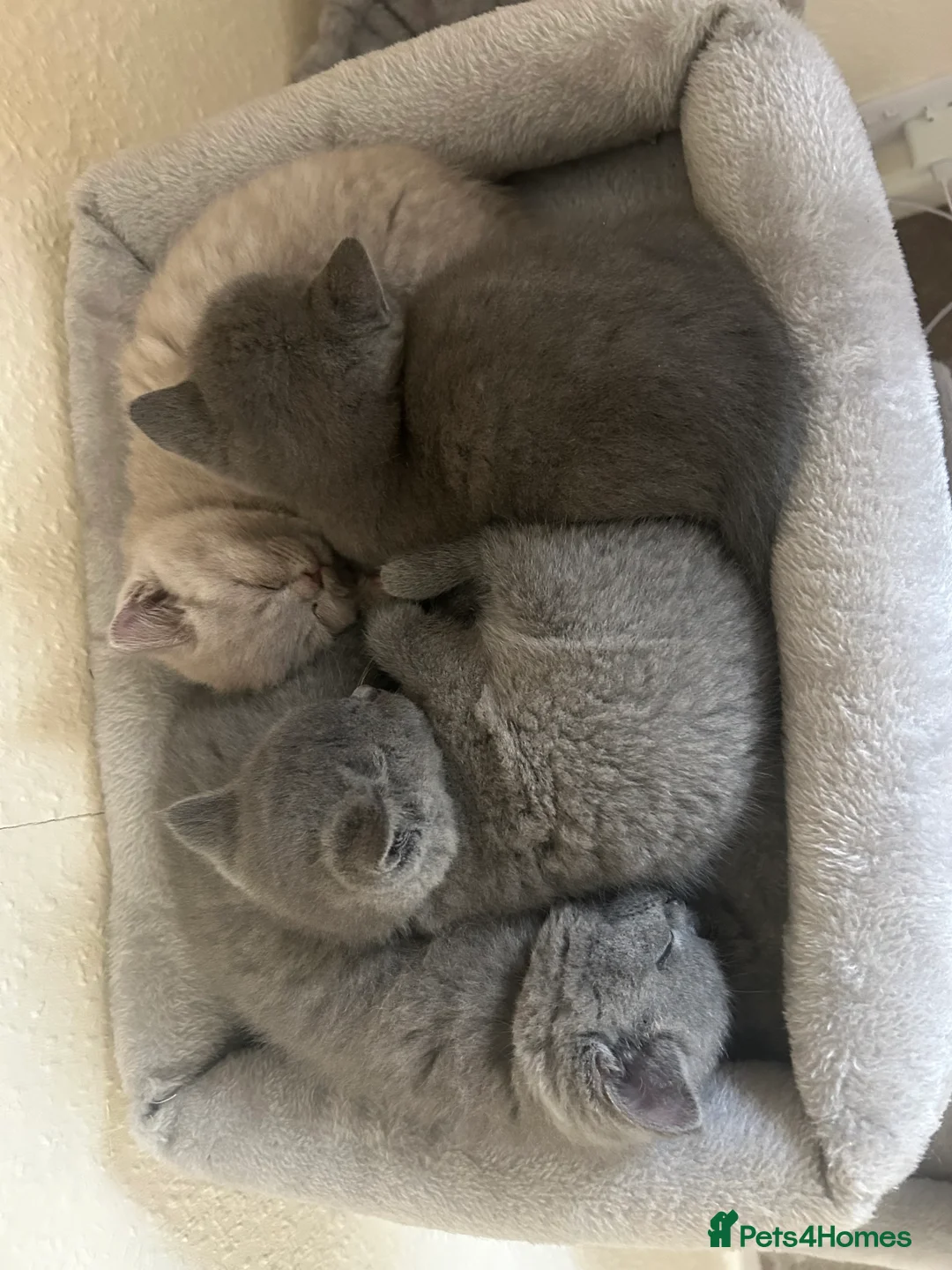 British Shorthair cats for sale: 3 adorable British kittens - Advert 2