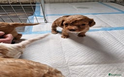 Cockapoo dogs for sale: F1 COCKERPOO PUPPIES FOR SALE  - Image 9
