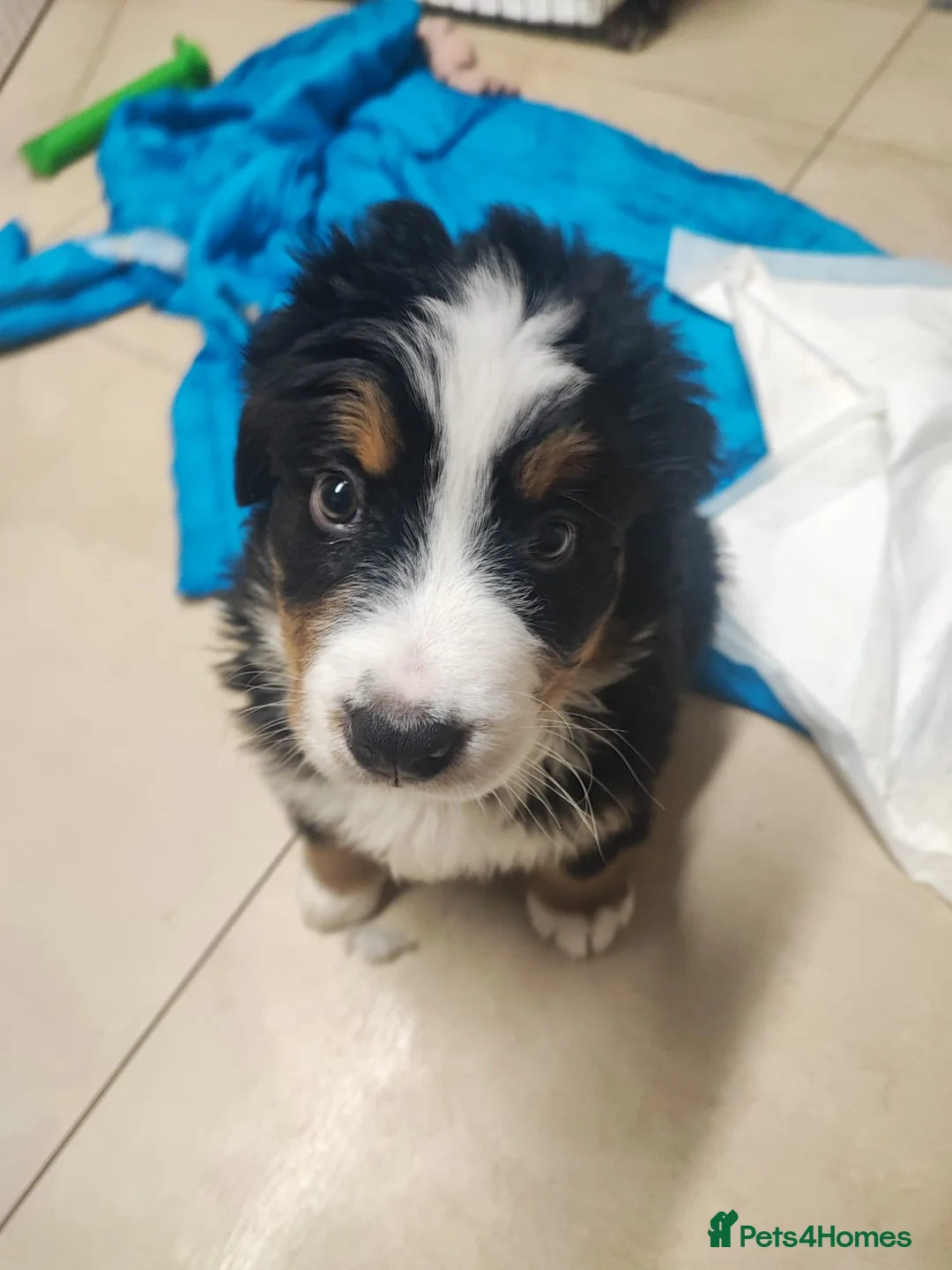 Bernese Mountain Dog dogs for sale: Adorable Bernese Mountain Dog  - Advert 2