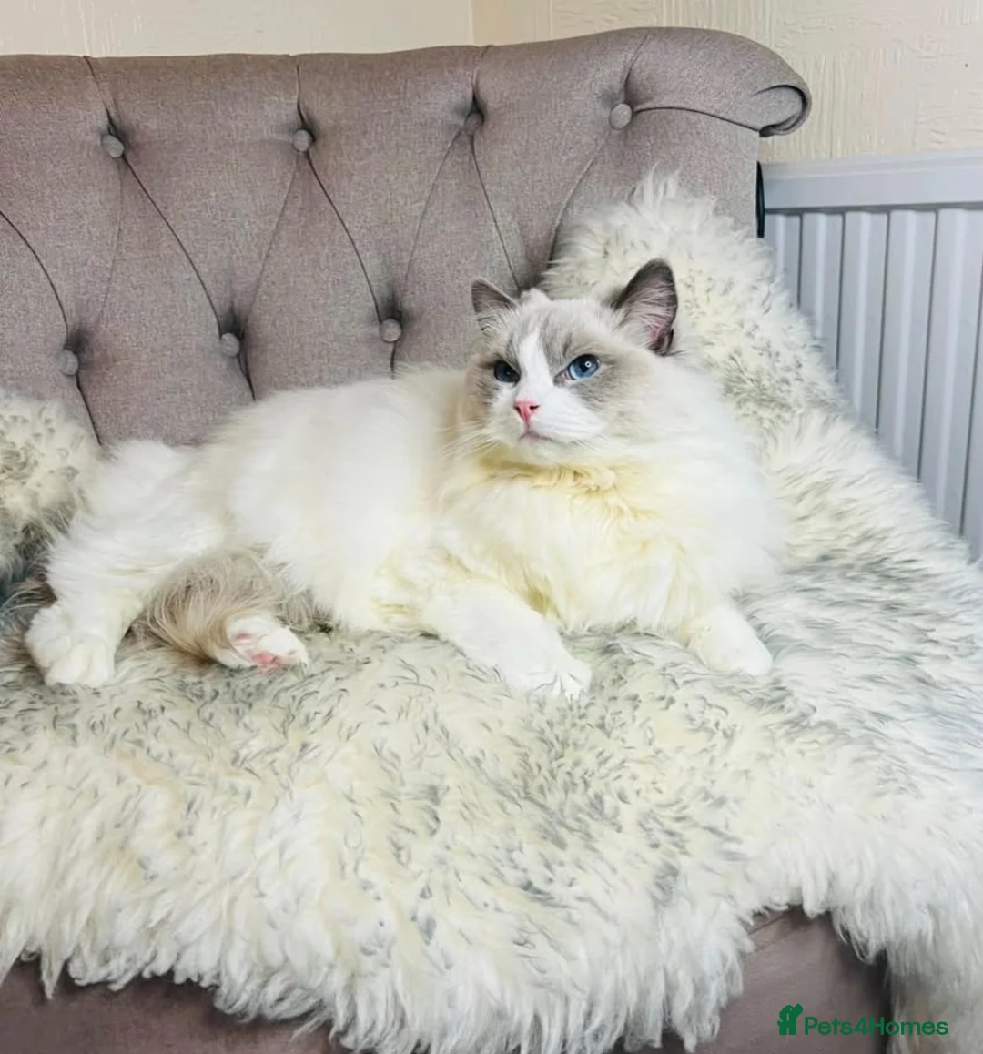 Ragdoll cats for sale: TICA Registered active male - Advert 2