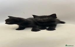 Ragdoll cats for sale: Adorable Kittens for Sale – 2 Males & 4 Females - Image 6