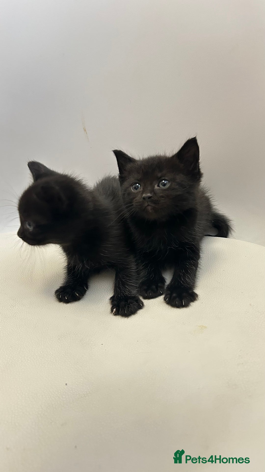 Ragdoll cats for sale: Adorable Kittens for Sale – 2 Males & 4 Females - Image 6