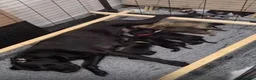 Cane Corso dogs for sale: Exceptional 88% Cane Corso / 12% Malinois Puppies in Preston - Advert 5