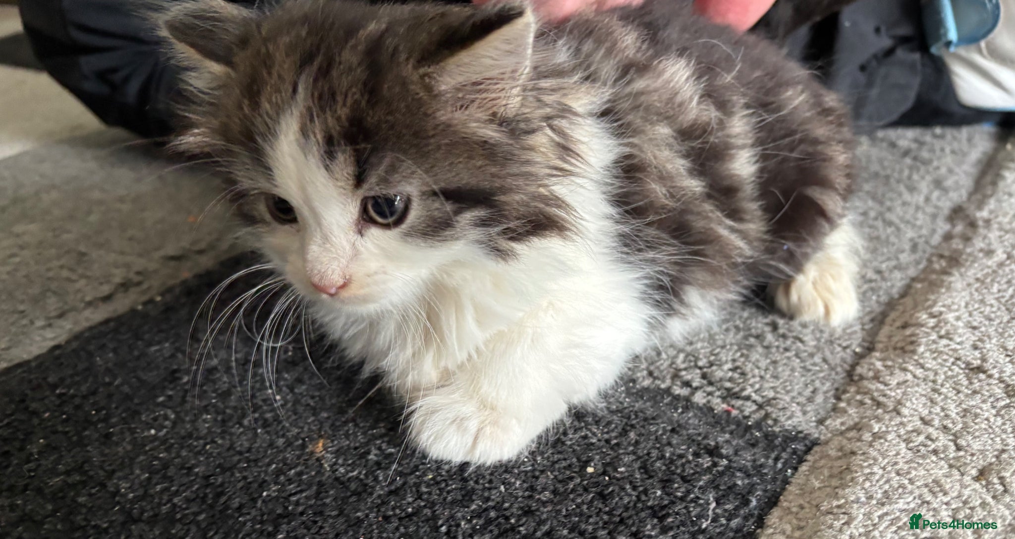 Mixed Breed cats Fluffy chunky kittens  - Advert 2