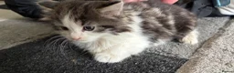 Mixed Breed cats for sale: Fluffy chunky kittens  - Advert 1