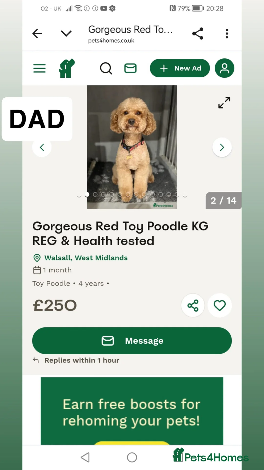Toy Poodle dogs for sale: 4 Beautiful toy poodle puppies, black and red  - Advert 2