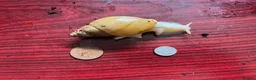 Snails invertebrates for sale: Giant African land snails large juveniles. - Advert 3