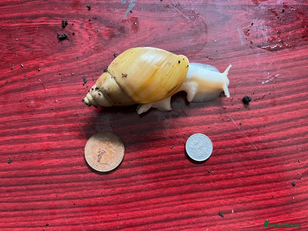 Snails invertebrates for sale: Giant African land snails large juveniles. - Advert 3