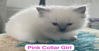Ragdoll cats - Advert 11