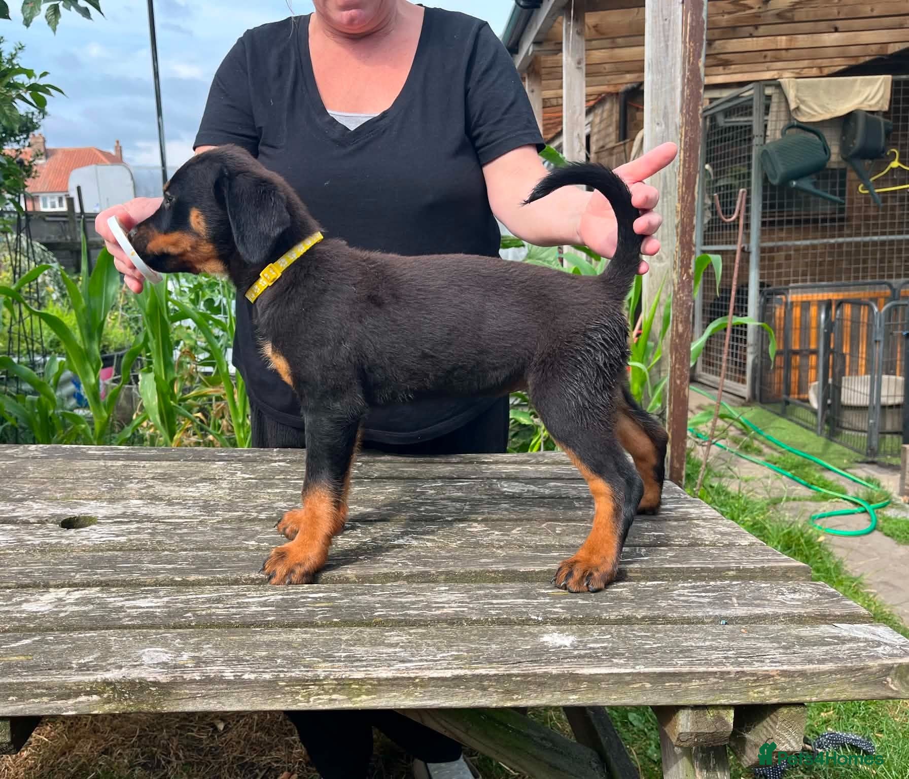 Rottweiler dogs 8 Rottie Pups (ONLY 2 LEFT) - Advert 6