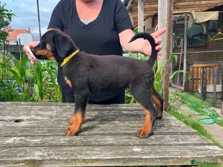 Rottweiler dogs 8 Rottie Pups (ONLY 2 LEFT) - Advert 6