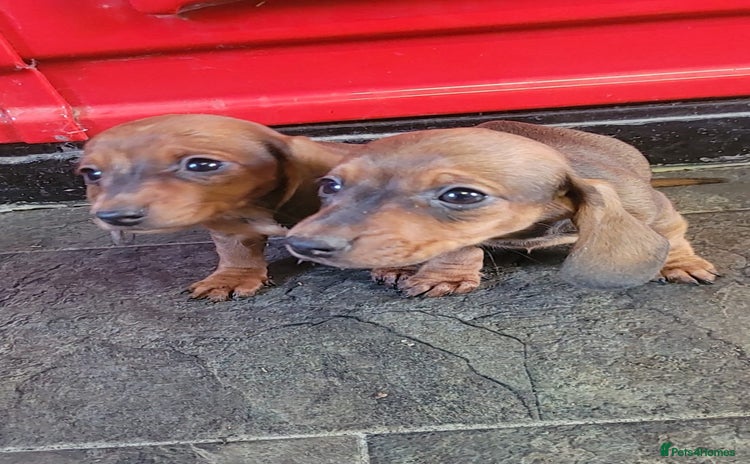 Miniature Dachshund dogs Miniature dachshund pups - Advert 1