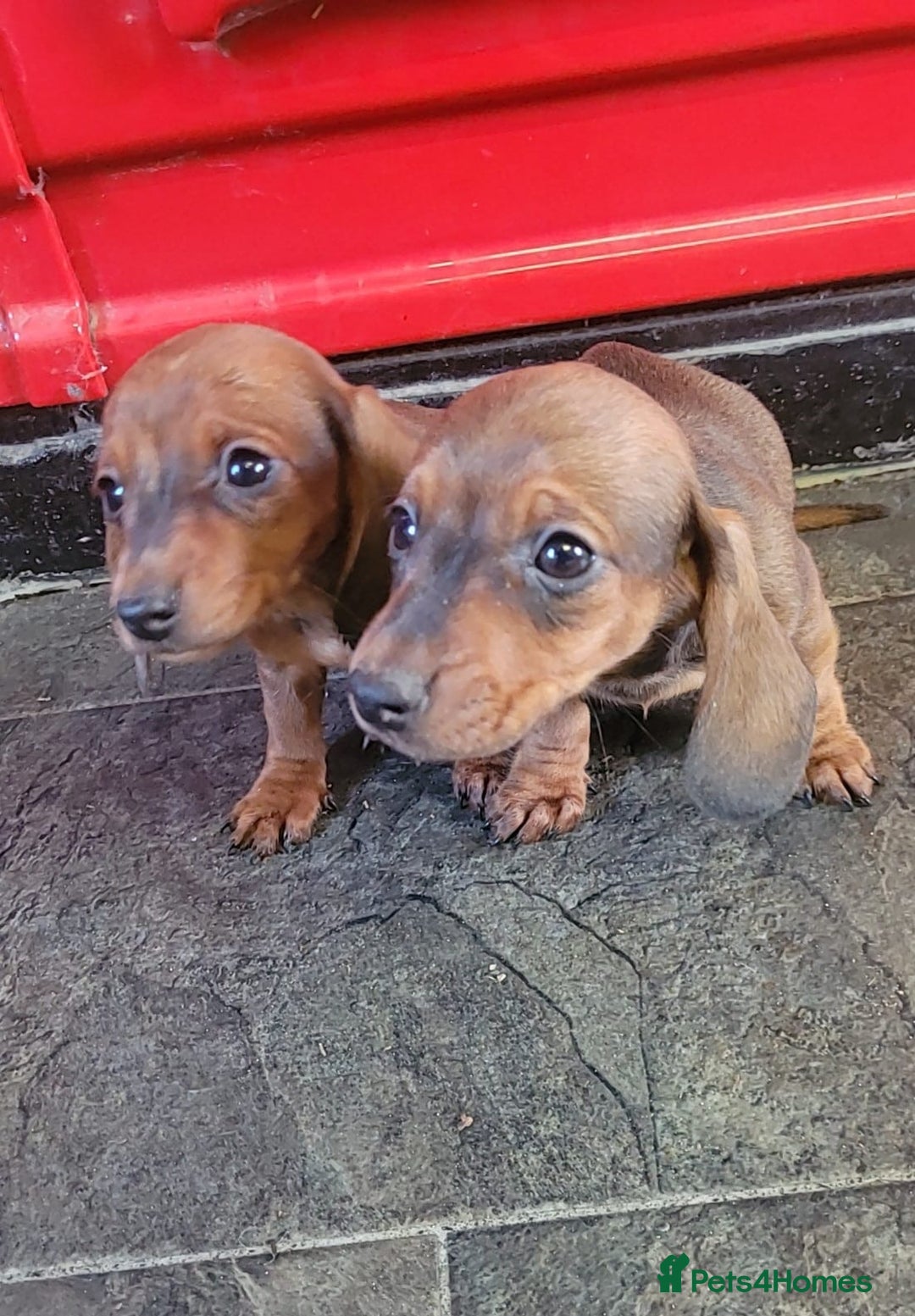Miniature Dachshund dogs for sale: Miniature dachshund pups - Advert 1