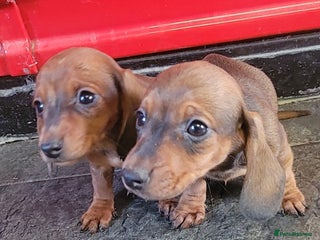 Miniature Dachshund dogs Miniature dachshund pups - Advert 3