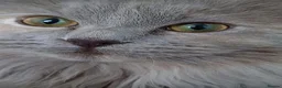 Mixed Breed cats for sale: Maincoon-ragdoll  - Advert 2