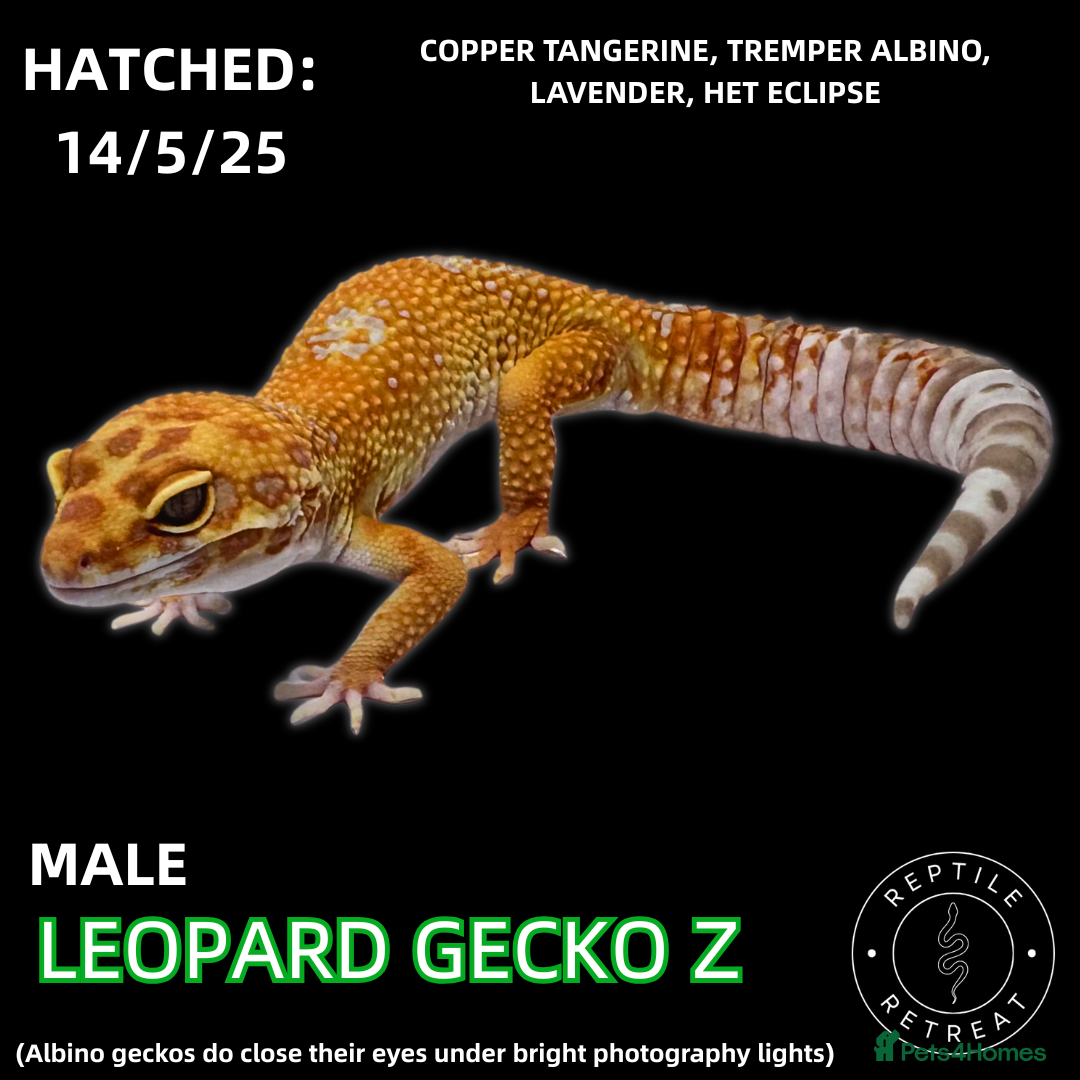 Leopard Gecko reptiles Leopard Geckos (NEW GECKOS ADDED!) - Advert 15