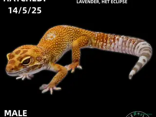 Leopard Gecko reptiles Leopard Geckos (NEW GECKOS ADDED!) - Advert 2