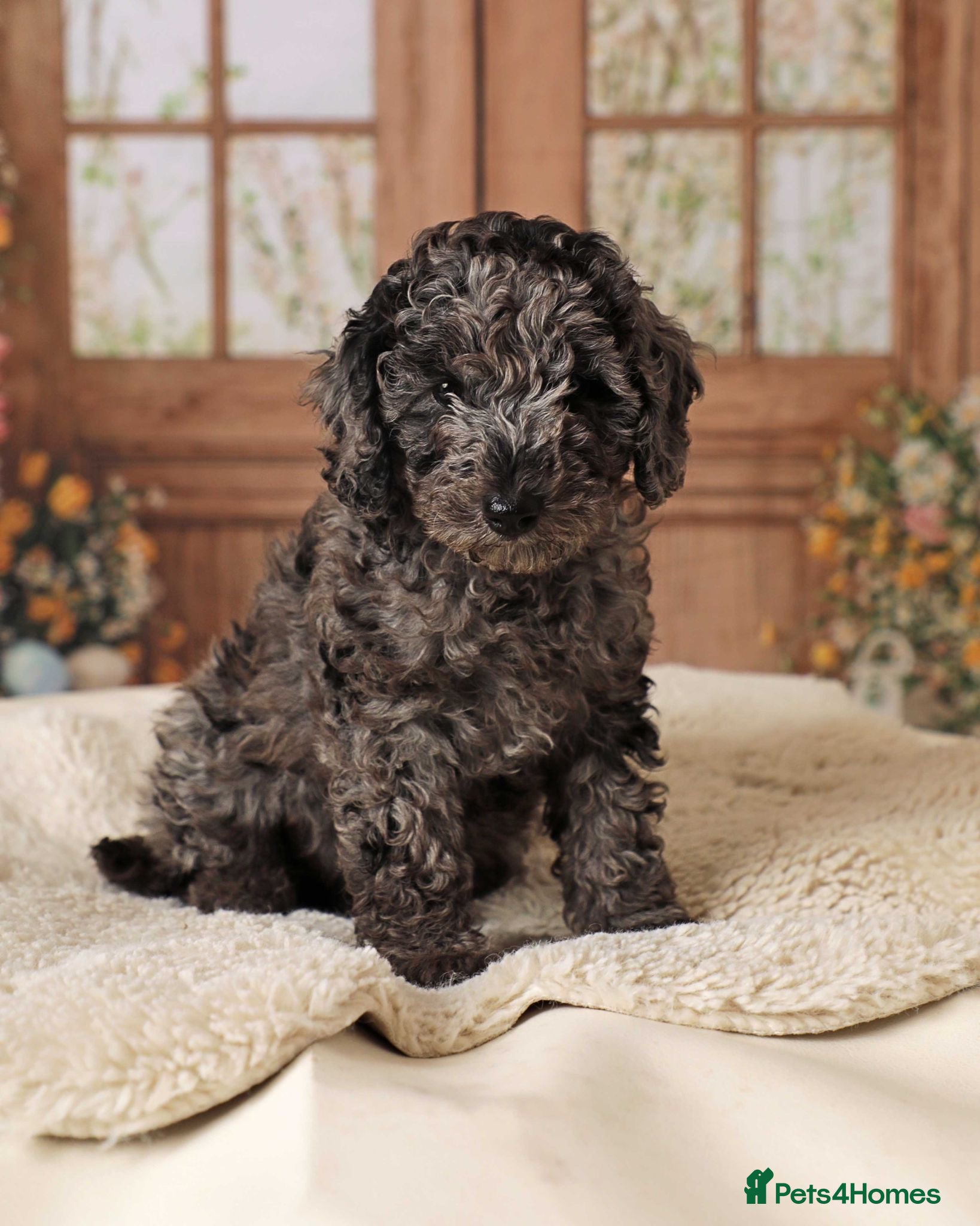 Cavapoochon dogs MERLE CAVAPOOCHON READY 15TH FEB 💕 - Advert 1
